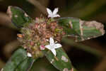 Woodland false buttonweed